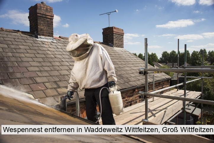 Wespennest entfernen in Waddeweitz Wittfeitzen, Groß Wittfeitzen